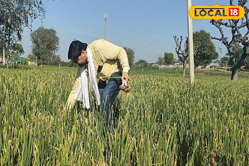 प्याज की खेती प्याज की खेती