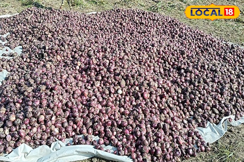 प्याज की खेती प्याज की खेती