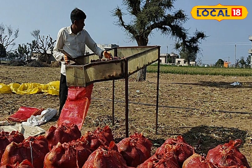 प्याज की खेती 