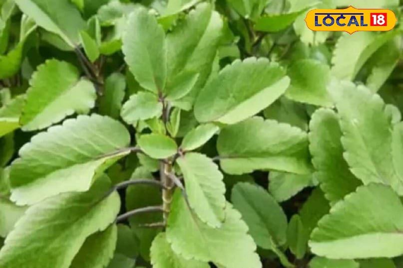 जल्द मिलेगा लाभ