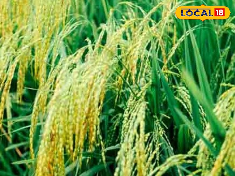 Paddy Farming Tips, Advisory for farmers, Paddy Farming, , धान की खेती के टिप्स, किसानों के लिए सलाह, धान की खेती, धान के फसल को कीड़े से कैसे बचाएं , MP में धान की फसल , नींबू के रस से धान की फसल का बचाव , धान की खेती , नींबू के रस के फायदे , how to protect paddy crop from insects , paddy crop in bihar , protection of paddy crop with lemon juice , प्राकृतिक कीटनाशक , एंटी फंगल उपाय