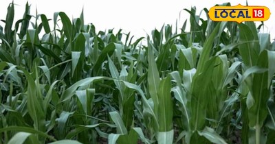 मक्के की खेती.