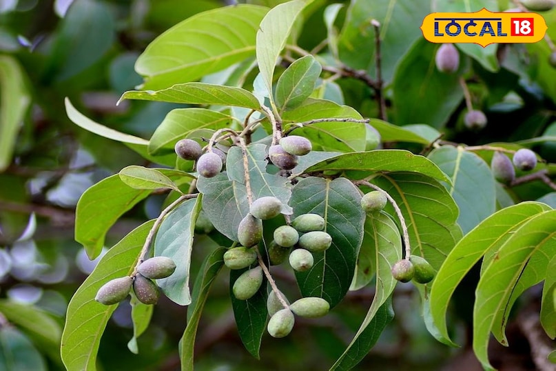 This medicinal fruits found in the forests of Chhattisgarh, do many diseases away in a pinch This medicinal fruits found in the forests of Chhattisgarh, do many diseases away in a pinch