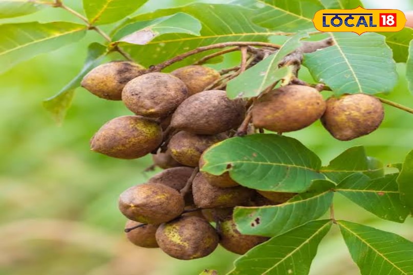 This medicinal fruits found in the forests of Chhattisgarh, do many diseases away in a pinch This medicinal fruits found in the forests of Chhattisgarh, do many diseases away in a pinch