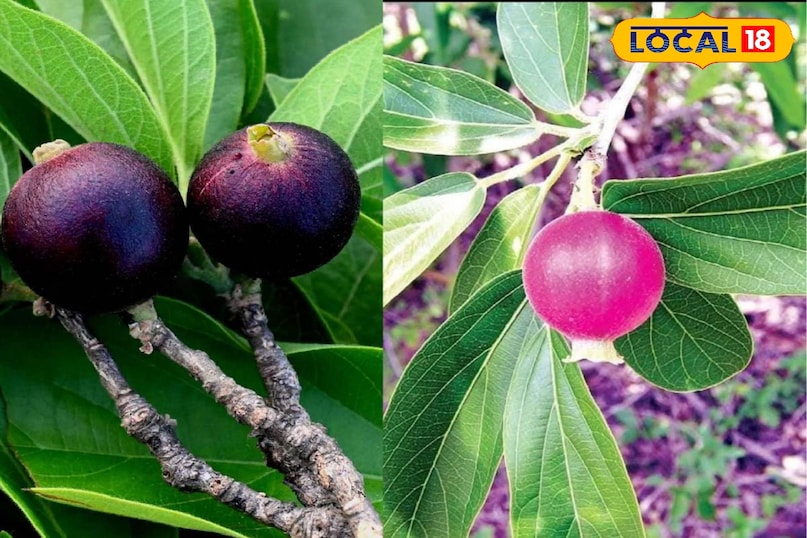 This medicinal fruits found in the forests of Chhattisgarh, do many diseases away in a pinch This medicinal fruits found in the forests of Chhattisgarh, do many diseases away in a pinch