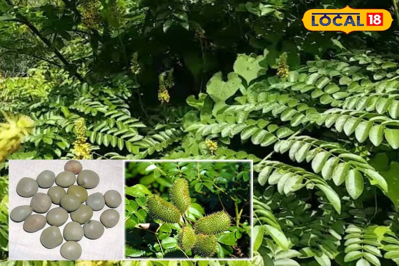 This medicinal fruits found in the forests of Chhattisgarh, do many diseases away in a pinch This medicinal fruits found in the forests of Chhattisgarh, do many diseases away in a pinch