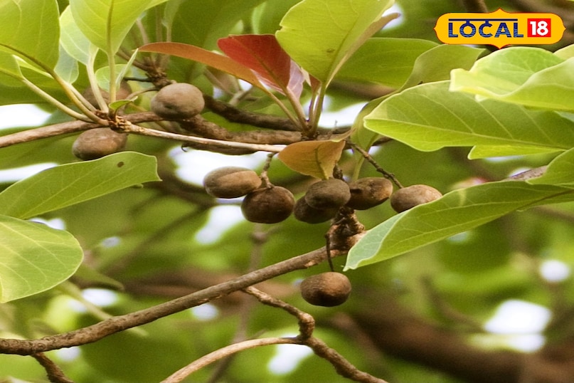 This medicinal fruits found in the forests of Chhattisgarh, do many diseases away in a pinch This medicinal fruits found in the forests of Chhattisgarh, do many diseases away in a pinch