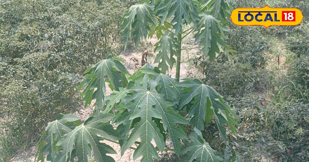 Papaya cultivation: पपीते की खेती मुनाफा का सौदा, किसान बना मालामाल, लाखों में हो रही कमाई