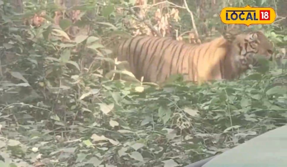 Lakhimpur Kheri News: बाघ आया… और थम गई जिप्सी! दुधवा में सैलानियों ने किया जंगल के राजा का दीदार