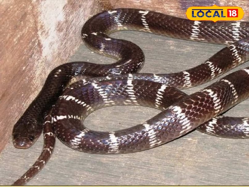 Nag Panchami 2025, nag panchami, नाग पंचमी 2025, नाग पंचमी, साइलेंट किलर कौनसा सांप है , दुनिया का सबसे जहरीला सांप , world venomous snake , Common krait , कॉमन करैत , common krait bite death time , krait bite , कॉमन करैत काटने के लक्ष्ण , कॉमन करैत की फोटो , venomous snake Nag Panchami 2025, nag panchami, नाग पंचमी 2025, नाग पंचमी, साइलेंट किलर कौनसा सांप है , दुनिया का सबसे जहरीला सांप , world venomous snake , Common krait , कॉमन करैत , common krait bite death time , krait bite , कॉमन करैत काटने के लक्ष्ण , कॉमन करैत की फोटो , venomous snake