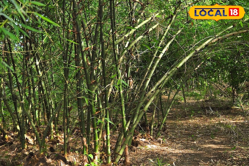 Bamboo farming, bamboo, bamboo farming in India, bamboo farm, bamboo farming techniques, bamboo farming, bamboo farming Profit Per Accre, Bamboo Farming Profit, Bamboo farming, bamboo, bamboo farming in India, bamboo farm, bamboo farming techniques, bamboo farming, bamboo farming Profit Per Accre, Bamboo Farming Profit,