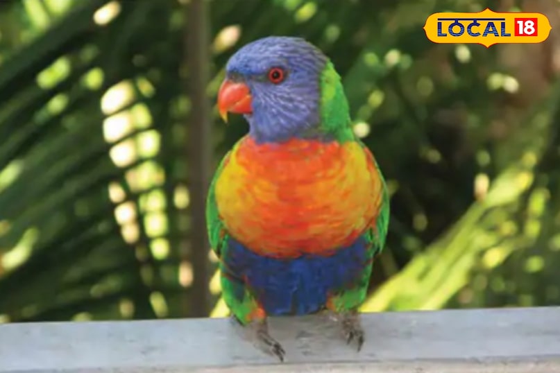 थोड़ा हट कर है ये पक्षी.