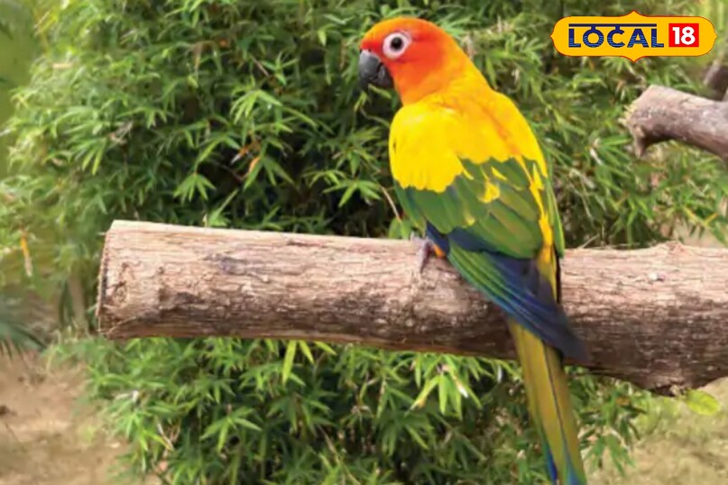 ओह बहुत शोर करता है ये पक्षी.