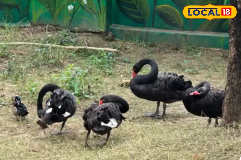 जल्दी घर बदता है ये परिंदा.