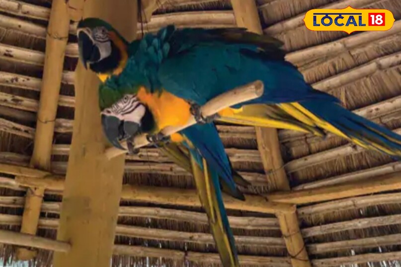 बड़ी लम्बी उमर है पक्षीराज की.