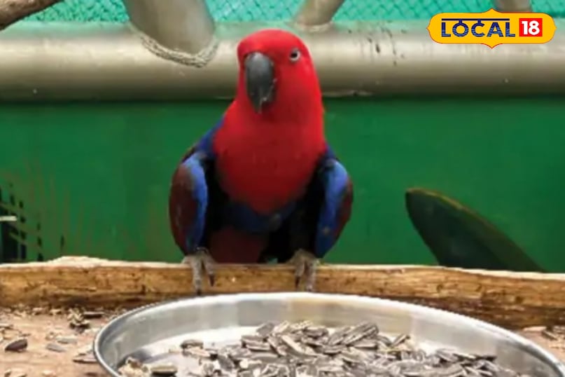 एक ही प्रजाति में दो रंग करते हैं हैरान.