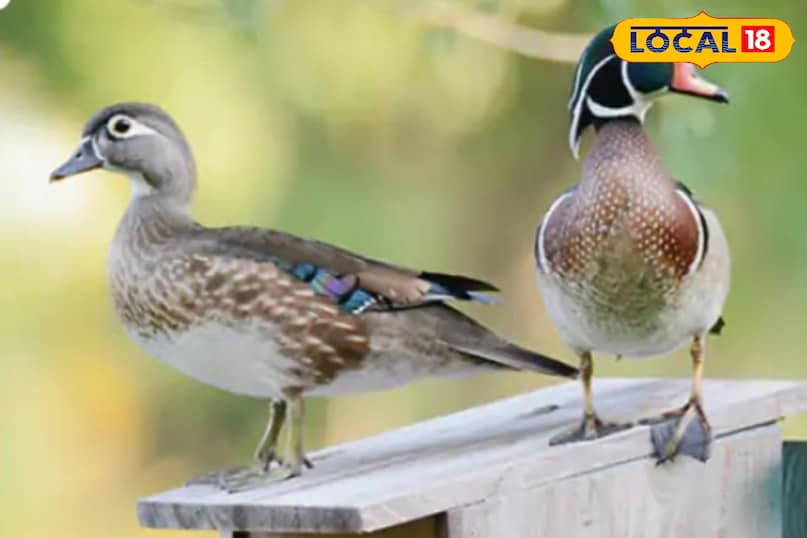 पानी है इनका बसेरा.