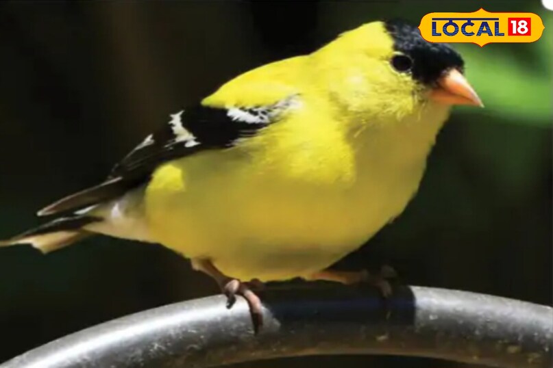 किसी के घोंसले में बसता है ये पक्षी.