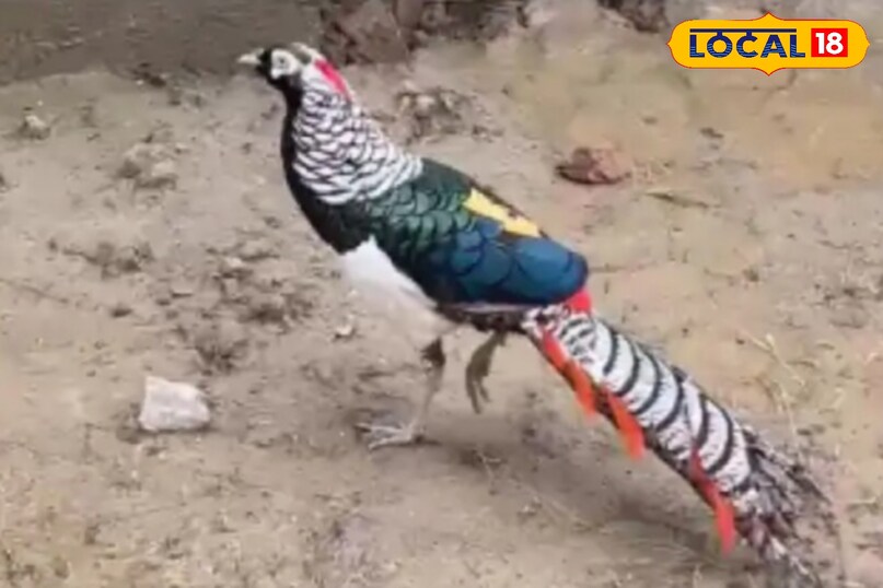 अरे वाह दौड़ना पसंद करता है ये तीतर.