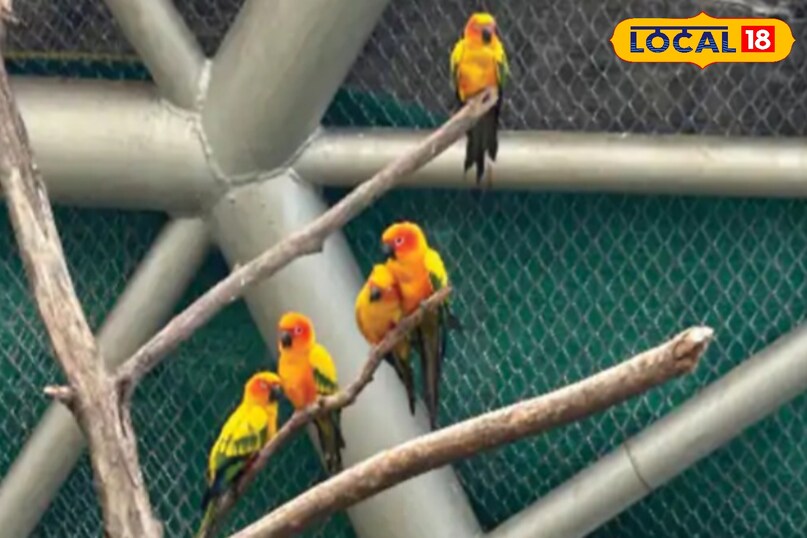 देखिए ये हैं प्यार के पक्षी.