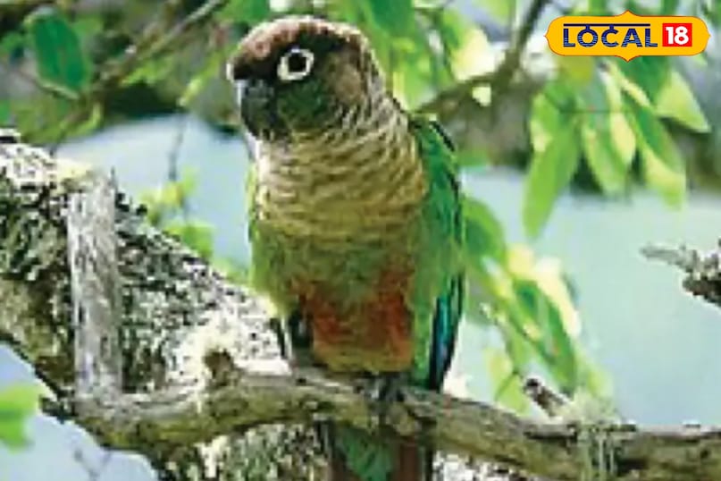 क्या पक्षी भी शर्माते हैं.