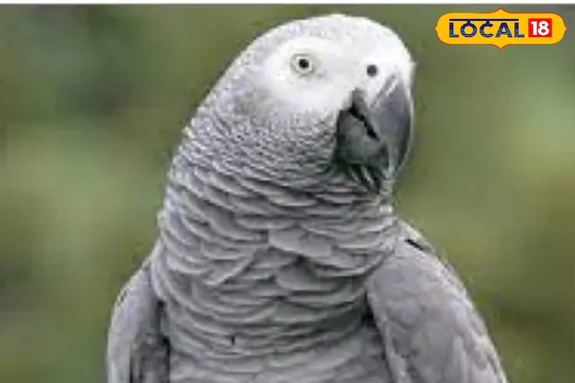 वाह इंसान जैसे बात करता है ये तोंता.