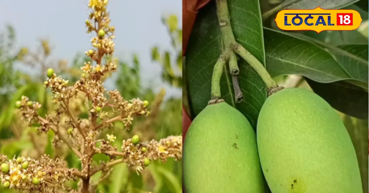 आम की यह प्रजाति लाएगी क्रांति, किसान की आय को बढ़ाएगी चार गुना; साल में चार बार देगी फल