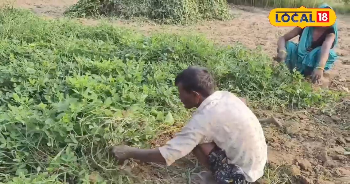 इस फसल ने किसानों की बदली किस्मत, महंगे रेट और तगड़ी डिमांड ने बना दिया लखपति, जानिए कैसे करें शुरुआत