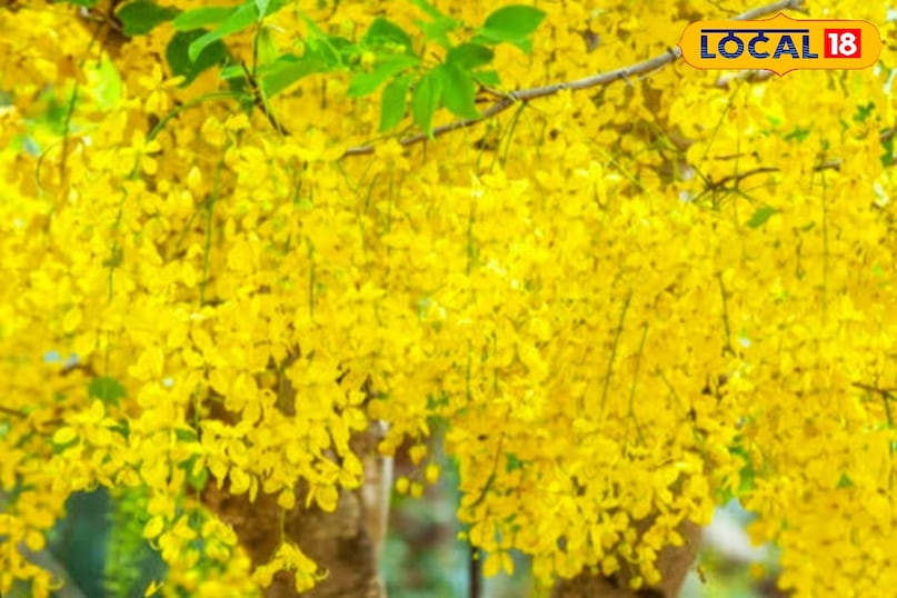 जानकार लोग इस औषधि पेड़ का खूब करते हैं उपयोग जानकार लोग इस औषधि पेड़ का खूब करते हैं उपयोग