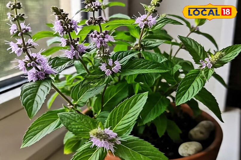 पुदीना की देखभाल कैसे करें, पुदीना कब लगाएं, पुदीना की अच्छी ग्रोथ के लिए क्या उपाय करें, पुदीना कहां लगाना चाहिए, पुदीना कब लगाना चाहिए, पुदीना खाने के फायदे, लोकल 18,How to take care of mint, when to plant mint, what measures to take for good growth of mint, where should mint be planted, when should mint be planted, benefits of eating mint, Local 18 पुदीना की देखभाल कैसे करें, पुदीना कब लगाएं, पुदीना की अच्छी ग्रोथ के लिए क्या उपाय करें, पुदीना कहां लगाना चाहिए, पुदीना कब लगाना चाहिए, पुदीना खाने के फायदे, लोकल 18,How to take care of mint, when to plant mint, what measures to take for good growth of mint, where should mint be planted, when should mint be planted, benefits of eating mint, Local 18