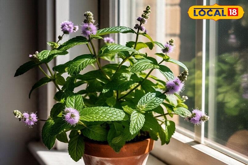 पुदीना की देखभाल कैसे करें, पुदीना कब लगाएं, पुदीना की अच्छी ग्रोथ के लिए क्या उपाय करें, पुदीना कहां लगाना चाहिए, पुदीना कब लगाना चाहिए, पुदीना खाने के फायदे, लोकल 18,How to take care of mint, when to plant mint, what measures to take for good growth of mint, where should mint be planted, when should mint be planted, benefits of eating mint, Local 18 पुदीना की देखभाल कैसे करें, पुदीना कब लगाएं, पुदीना की अच्छी ग्रोथ के लिए क्या उपाय करें, पुदीना कहां लगाना चाहिए, पुदीना कब लगाना चाहिए, पुदीना खाने के फायदे, लोकल 18,How to take care of mint, when to plant mint, what measures to take for good growth of mint, where should mint be planted, when should mint be planted, benefits of eating mint, Local 18