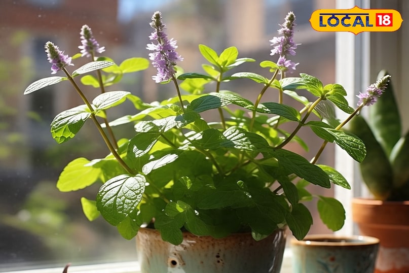 पुदीना की देखभाल कैसे करें, पुदीना कब लगाएं, पुदीना की अच्छी ग्रोथ के लिए क्या उपाय करें, पुदीना कहां लगाना चाहिए, पुदीना कब लगाना चाहिए, पुदीना खाने के फायदे, लोकल 18,How to take care of mint, when to plant mint, what measures to take for good growth of mint, where should mint be planted, when should mint be planted, benefits of eating mint, Local 18 पुदीना की देखभाल कैसे करें, पुदीना कब लगाएं, पुदीना की अच्छी ग्रोथ के लिए क्या उपाय करें, पुदीना कहां लगाना चाहिए, पुदीना कब लगाना चाहिए, पुदीना खाने के फायदे, लोकल 18,How to take care of mint, when to plant mint, what measures to take for good growth of mint, where should mint be planted, when should mint be planted, benefits of eating mint, Local 18