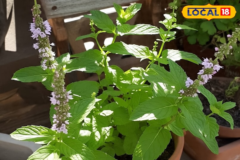 पुदीना की देखभाल कैसे करें, पुदीना कब लगाएं, पुदीना की अच्छी ग्रोथ के लिए क्या उपाय करें, पुदीना कहां लगाना चाहिए, पुदीना कब लगाना चाहिए, पुदीना खाने के फायदे, लोकल 18,How to take care of mint, when to plant mint, what measures to take for good growth of mint, where should mint be planted, when should mint be planted, benefits of eating mint, Local 18 पुदीना की देखभाल कैसे करें, पुदीना कब लगाएं, पुदीना की अच्छी ग्रोथ के लिए क्या उपाय करें, पुदीना कहां लगाना चाहिए, पुदीना कब लगाना चाहिए, पुदीना खाने के फायदे, लोकल 18,How to take care of mint, when to plant mint, what measures to take for good growth of mint, where should mint be planted, when should mint be planted, benefits of eating mint, Local 18