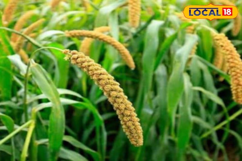 moradabad news,up news,local news,hindi news, मुरादाबाद समाचार, हिंदी समाचार, यूपी समाचार, लोकल समाचार। moradabad news,up news,local news,hindi news, मुरादाबाद समाचार, हिंदी समाचार, यूपी समाचार, लोकल समाचार।