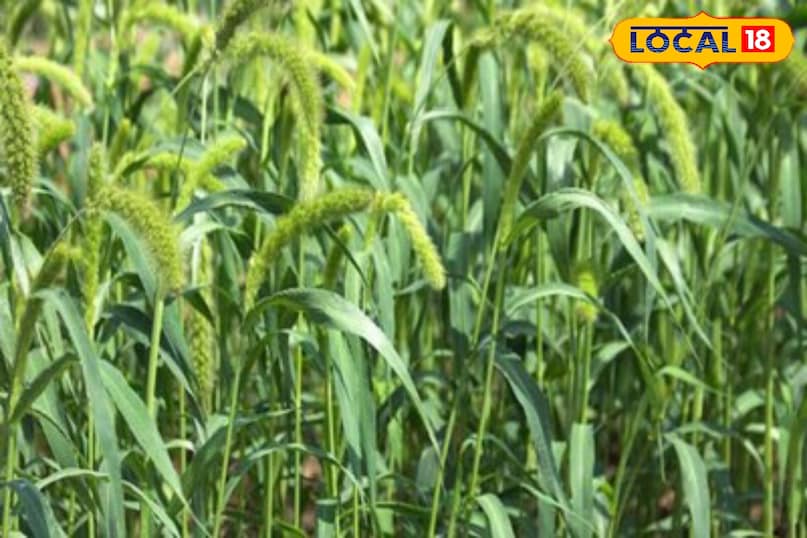 moradabad news,up news,local news,hindi news, मुरादाबाद समाचार, हिंदी समाचार, यूपी समाचार, लोकल समाचार। moradabad news,up news,local news,hindi news, मुरादाबाद समाचार, हिंदी समाचार, यूपी समाचार, लोकल समाचार।