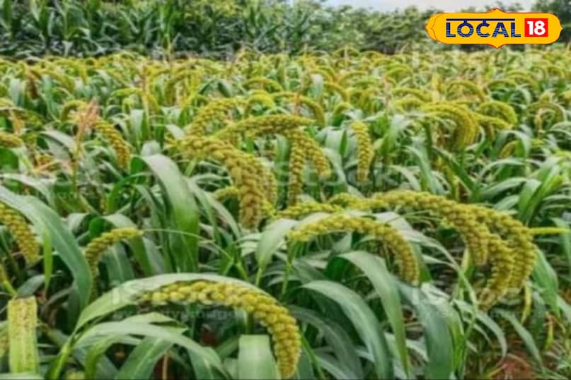 moradabad news,up news,local news,hindi news, मुरादाबाद समाचार, हिंदी समाचार, यूपी समाचार, लोकल समाचार। moradabad news,up news,local news,hindi news, मुरादाबाद समाचार, हिंदी समाचार, यूपी समाचार, लोकल समाचार।
