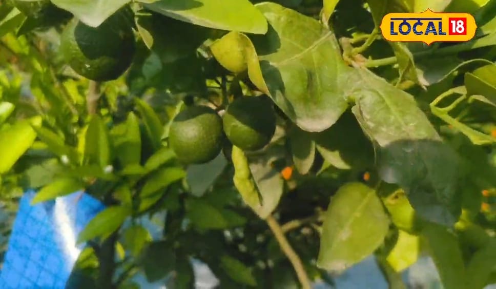 Mosambi Farming: यूपी का यह किसान शुरू किया मौसंबी की खेती, छप्परफाड़ हो रही कमाई, जानिए तरीका