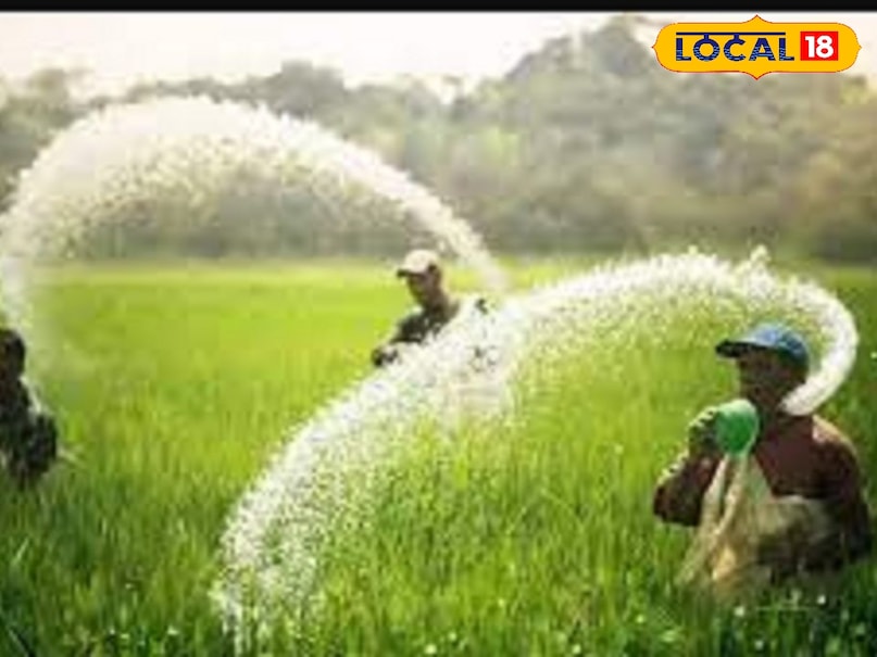 Agriculture tips, farming tips, agriculture news , DAP , fertilizer , Kisan News , एसएसपी खाद , डीएपी खाद , DAP Fertilizer , DAP crisis , Fertilizer shortage , Single Super Phosphate, Fertilizer, Fertilizer, Agriculture, Farming, Kharif Season, Kharif Season crop, DAP,