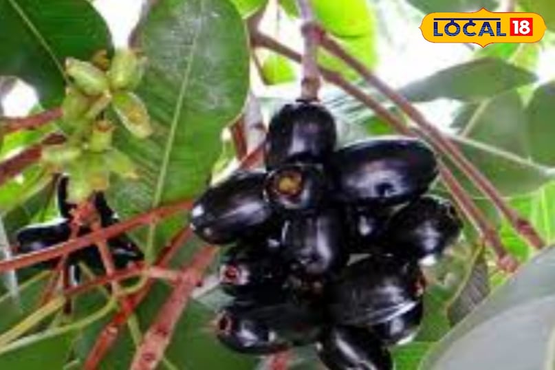 Jamun Jamun