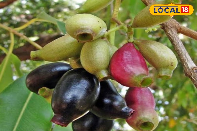 Jamun Jamun