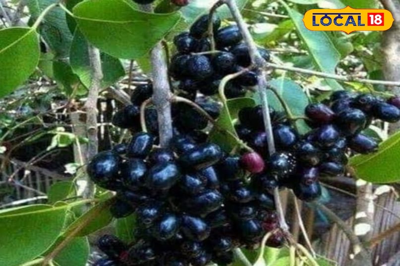 Jamun Jamun
