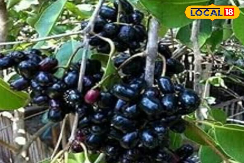 Jamun Jamun