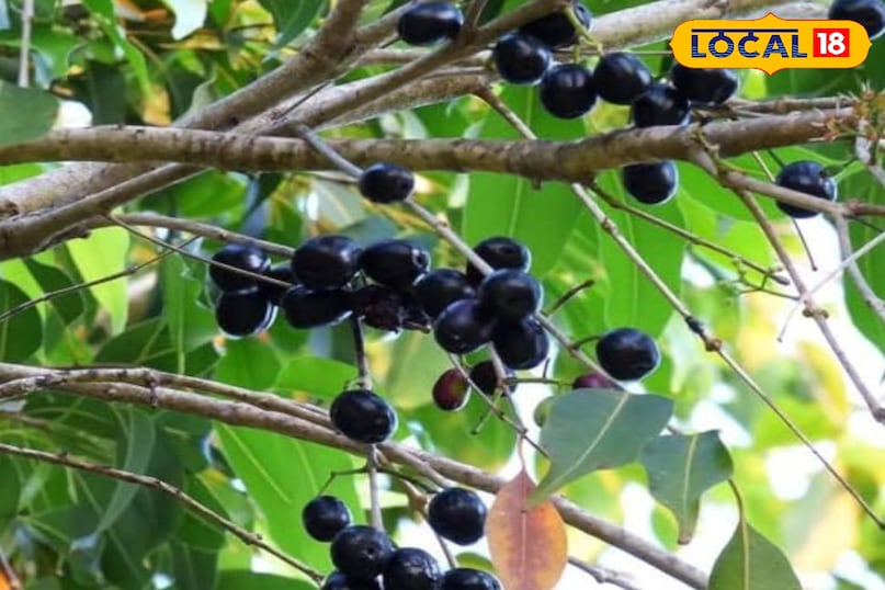 Jamun Jamun
