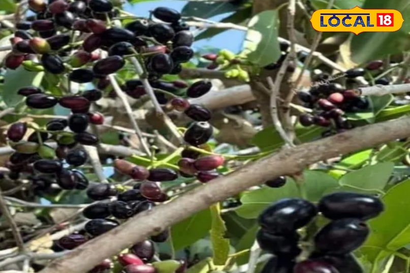 Jamun Jamun