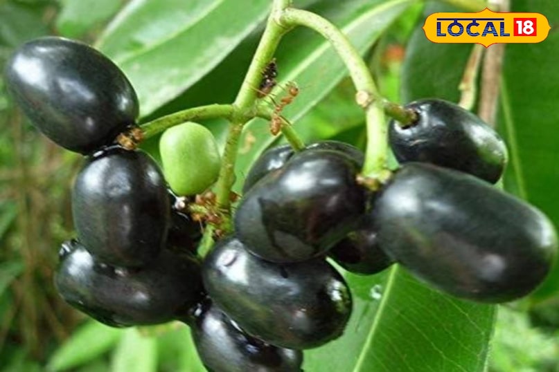 Jamun Jamun