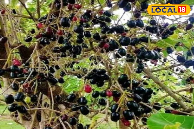 Jamun Jamun