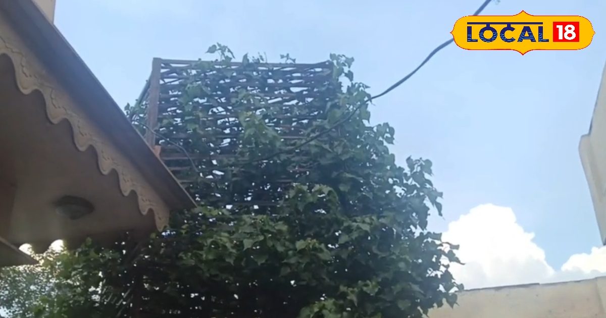 मथुरा के इस रहस्यमयी पेड़ के नीचे करते थे श्रीकृष्ण विश्राम, आज भी पूरी होती हैं मुरादें!