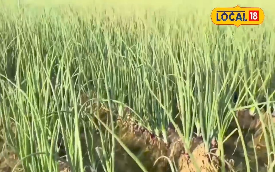 बारिश के मौसम में ऐसे करें प्याज की बुवाई… अगस्त में करें ये काम, सितंबर में दिखेगा गजब नतीजा