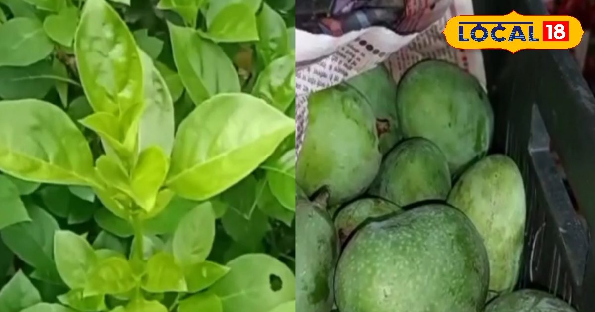 Natural Mango Ripening: कैल्शियम कार्बाइड नहीं, यह घास जैसा पेड़ नेचुरल तरीके से 2 दिन में पका देता है आम, खाइये एकदम आर्गेनिक