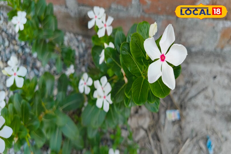 सदाबहार सदाबहार